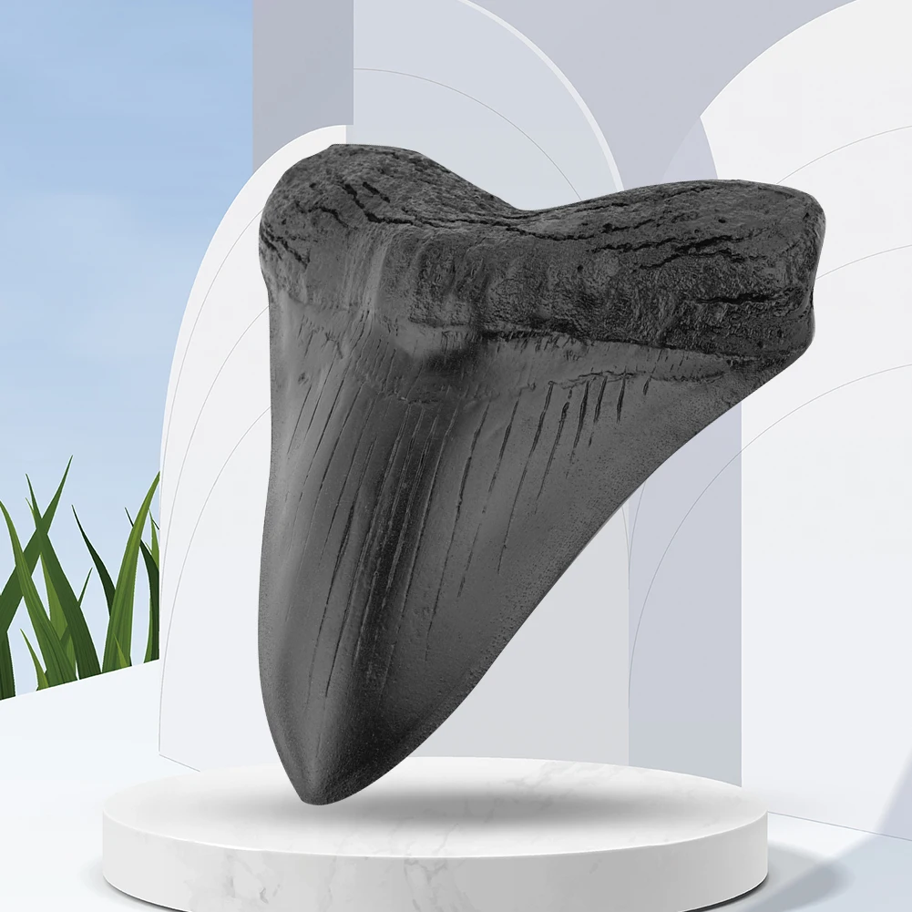 5inch Milžinišką Megalodon Dantų Suakmenėjusių Priešistorinių Ryklių Dantų Skulptūra Namų Puošybai Iškastinio Jūrų Bology Mokymo Rekvizitai