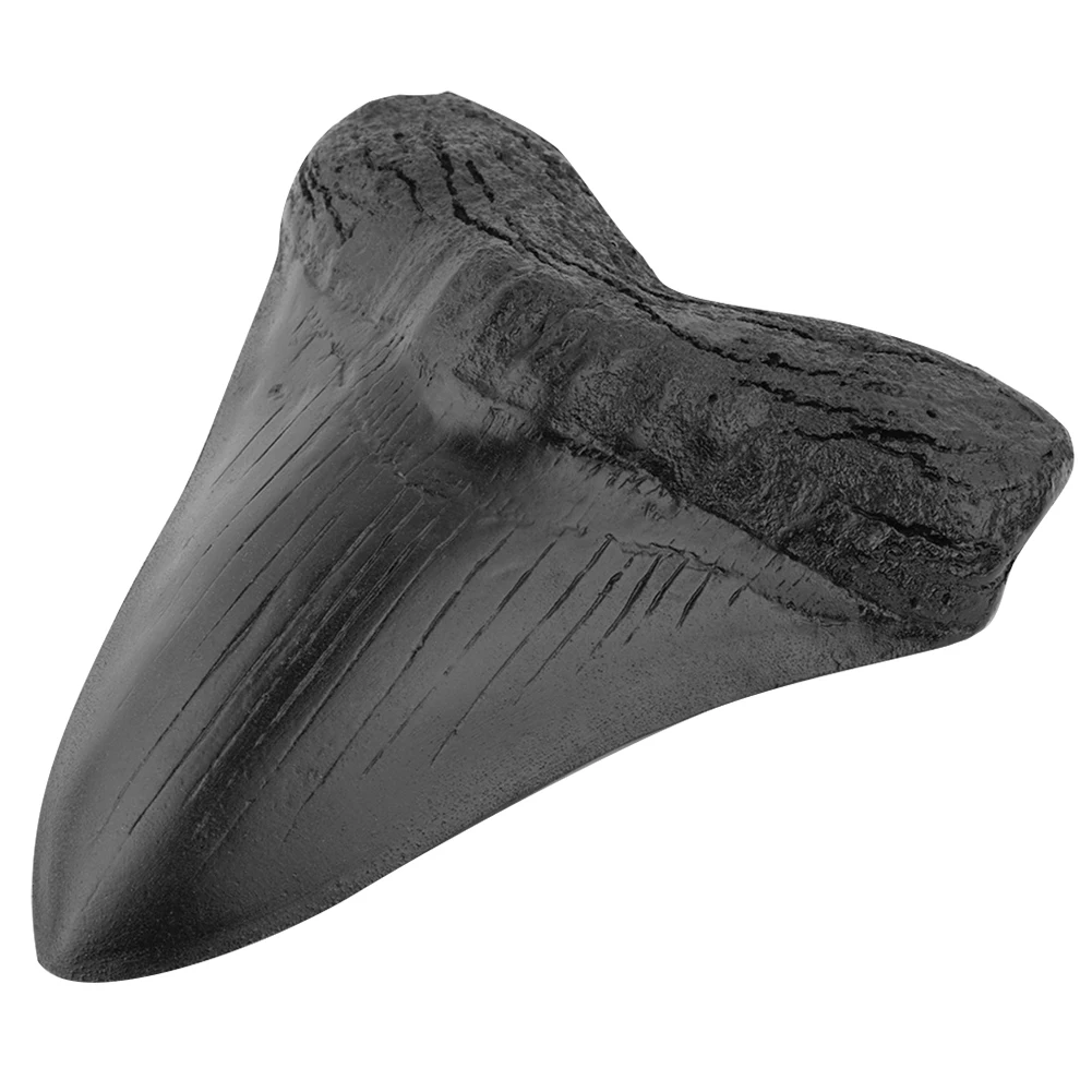 5inch Milžinišką Megalodon Dantų Suakmenėjusių Priešistorinių Ryklių Dantų Skulptūra Namų Puošybai Iškastinio Jūrų Bology Mokymo Rekvizitai
